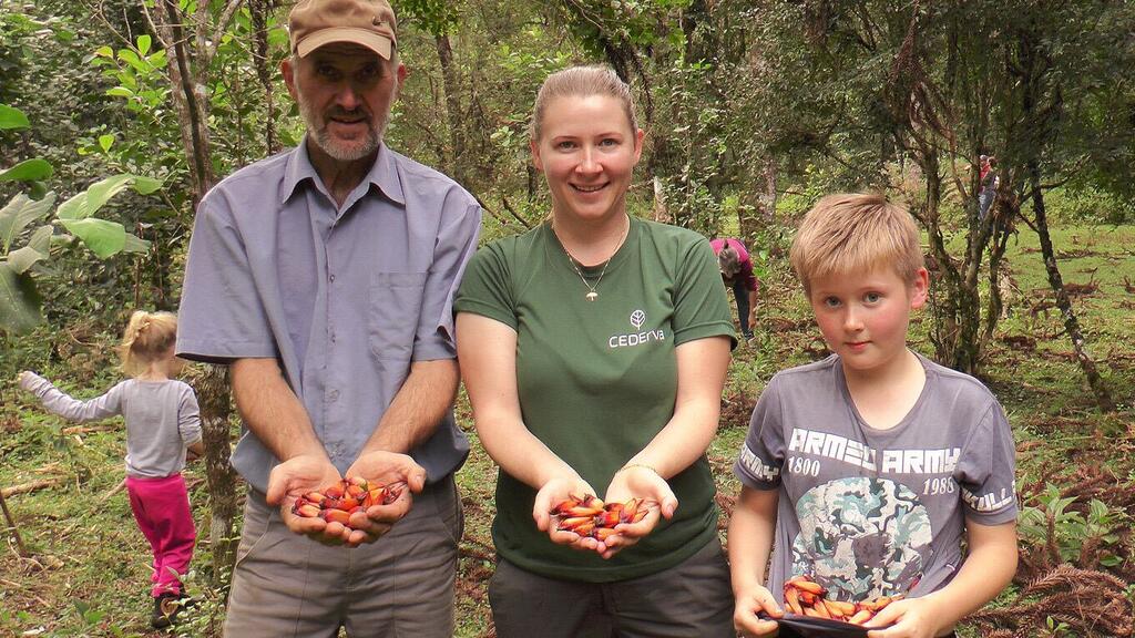 Поколение за поколением семьи в бразильском штате Парана общими силами выращивают парагвайский падуб в тени деревьев и сохраняют здоровье араукариевого леса, который в свою очередь обеспечивает их источниками средств к существованию. 